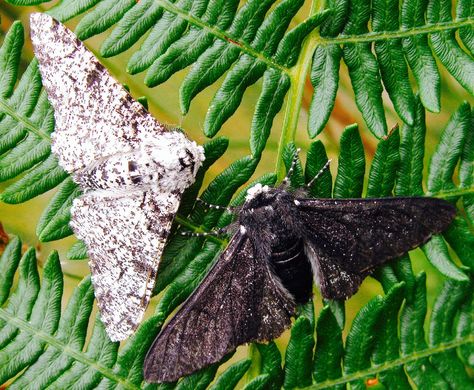 Melanistic ... One black moth and one the normal color Uk Moths, Peppered Moth, Darwin Evolution, Living And Nonliving, Free Sky, Urban Tree, Growth And Decay, Natural Selection, Black Wings