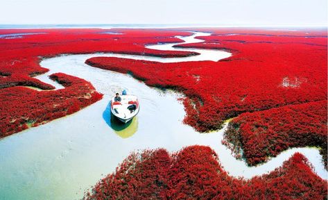 Red beach in Panjin, China Red Beach China, Imperial City, Beautiful Beach Pictures, Unbelievable Nature, Visit Asia, Earth Planet, Red Lake, Plitvice Lakes National Park, Red Beach