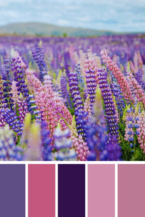 Field of Lupines: A stunning field filled with blooming lupines in shades of pink and purple. The pink and purple color palette creates a dreamy and picturesque scene against the soft, cloudy sky. Lupine Color Palette, Pink Purple Color Scheme, Pink And Purple Color Palette, Color Scheme Generator, Purple Color Palette, Color Generator, Flip Image, Purple Color Schemes, Blur Image