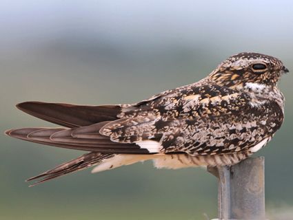 Common Nighthawk, Arizona Birds, Night Hawk, Antelope Island, White Patches, Lake County, Like Animals, Backyard Birds, Pretty Birds