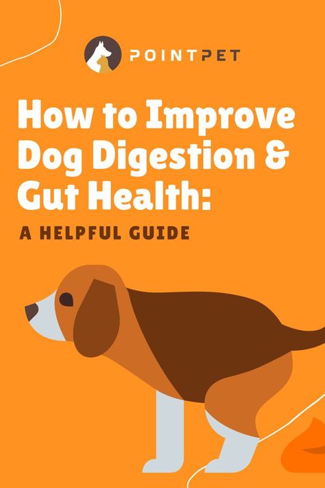 Dog having the digestion problems. Text on the image says: How to Improve Dog Digestion & Gut Health: A Helpful Guide. Gastric Problem, Constant Headaches, Back Stretches For Pain, Help Digestion, Learn Yoga, Dog Blog, Healthy Gut, Digestion Problems, Digestive System