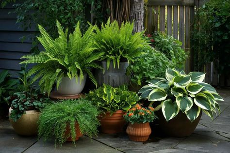 Potted Plant Arrangements, Potted Trees Patio, Garden Provence, Florida Plants Landscaping, Shaded Patio, Courtyard Plants, Potted Plants Patio, Outdoor Tree Lighting, Tropical Patio