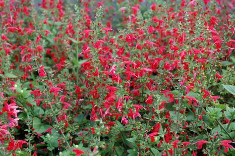 Find Summer Jewel Red Sage (Salvia 'Summer Jewel Red') in Minneapolis St Paul Twin Cities Metro Eden Prairie Minnesota MN at Bachman's Landscaping (Ornamental Sage, Tropical Sage) Tropical Sage, Red Salvia, Seed Swap, Eden Prairie Minnesota, Sage Bush, Growth Height, Red Sage, Sage Plant, Landscaping Business