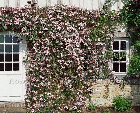 Clematis Montana, Garden Borders, Leather Flowers, Salmon Color, Media Images, Front Garden, Clematis, Image Types, Pink Roses