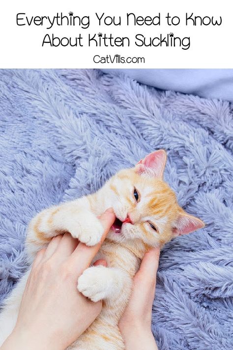 Kitten Suckling: Things to Know About This Quirky Behavior Baby Kittens Newborn, Kitten Behavior, Baby Kitten Videos, Kitten Hacks, 6 Week Old Kitten, Kitten Essentials, Kitten Care Tips, Kitten Tips, Kittens Care