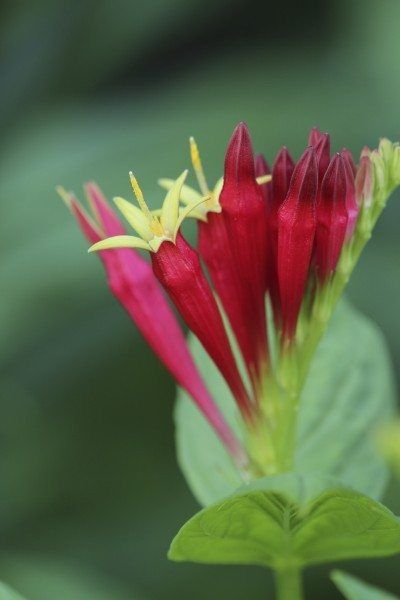 Flower Information, Paintbrush Flower, Indian Paintbrush Flowers, Pink Plants, Pink Wildflowers, Shade Loving Perennials, Woodland Plants, Indian Pink, Acid Loving Plants