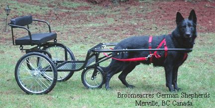 A black dog already to pull a cart Dog Agility Diy, German Shepherd Care, Tactical Dog Harness, Dog Equipment, Biking With Dog, Pull Cart, Farm Dogs, Pet Vet, Siberian Huskies