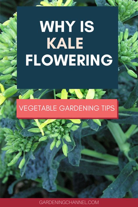 Follow this gardening advice to understand why kale bolts. Don't miss these tips to learn signs that your kale is about to flower. #gardeningchannel #gardening #vegetablegardening #growingkale Flowering Kale, Kale Plant, Growing Kale, Gardening 101, Gardening Advice, Grow Your Own Food, Vegetable Garden, Kale, Gardening Tips