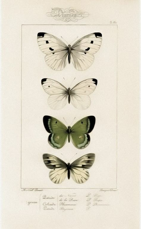 Butterfly Themed Room, Butterfly Vintage Aesthetic, Wall Prints Butterfly, Butterfly Wall Poster, Cottage Core Posters, Butterflies Illustration Vintage, Cottagecore Pictures, Moth Illustration Vintage, Cottagecore Prints