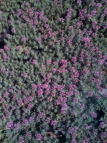 Teucrium Cossonii, Orange Grove, Broadleaf Evergreen, Tall Flowers, Landscape Plan, Pink And Purple Flowers, Ground Cover Plants, Pollinator Garden, Attract Butterflies