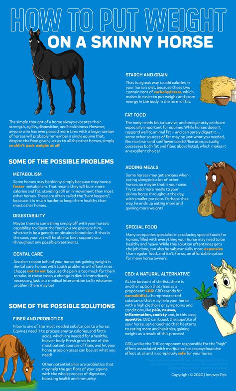 How To Put Weight On A Horse, Senior Horse Care, Horse Weight, Horse Nutrition, Equine Veterinary, Horse Farm Ideas, Horseback Riding Tips, Horse Lessons, Horse Information