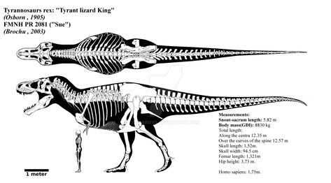 Tyrannosaurus rex skeletal diagram (FMNH PR 2081) by Franoys on DeviantArt T Rex Skull Drawing, Trex Arms, Skull Drawing Simple, Dino Bones, T Rex Skull, Marine Reptiles, Dino Art, Dinosaur Skeleton, Paleo Art