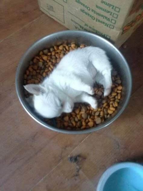 Chiweenie Puppy, Chiweenie Puppies, Puppy Sleeping, Hilarious Photos, Cute Chihuahua, Food Coma, Silly Dogs, Tiny Dogs, Chihuahua Puppies