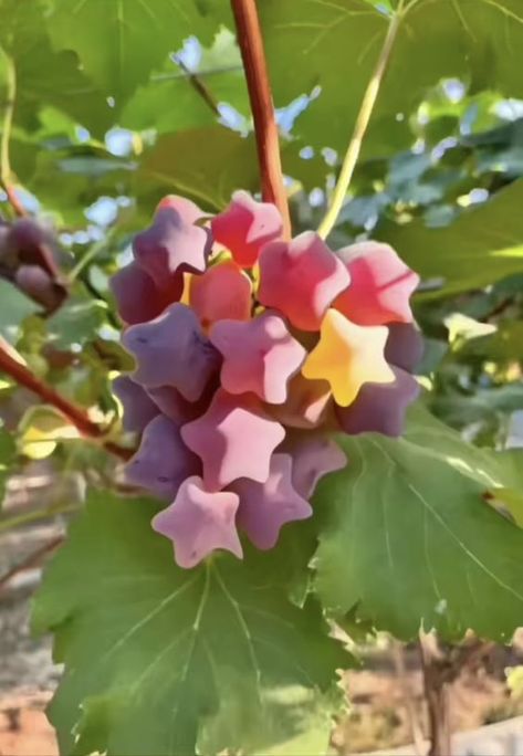 La vie est belle on Twitter: "Star shaped grapes https://t.co/WcgoT7oRbi" / Twitter Star Grapes, Star Shaped Fruit, Pretty Fruit, Star Food, Green Grapes, Pretty Plants, Pisco, I Want To Eat, Food Obsession