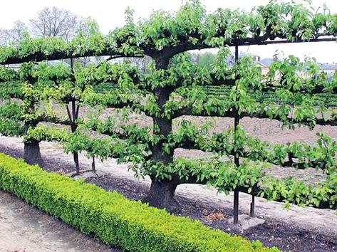 Espalier Fruit Trees, French Gardens, Plant Structure, Growing Fruit Trees, Living Fence, Garden Vines, Have Inspiration, The Secret Garden, French Garden