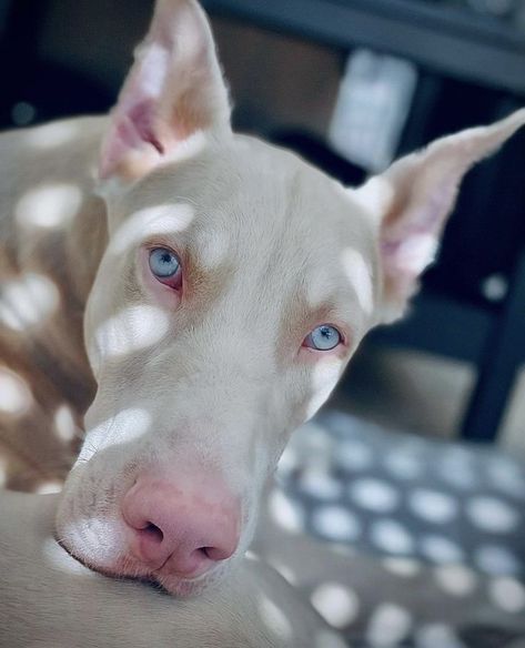 Albino Dog, Perro Doberman Pinscher, White Doberman Pinscher, Doberman Colors, Doberman Pinscher Dog, Albino Animals, Doberman Puppy, Dane Dog, Doberman Dogs