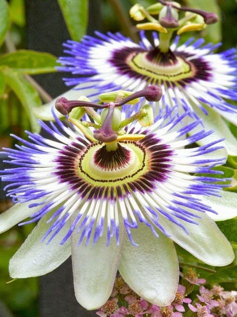 Versatile Vines Passion Vine, Passion Flowers, Hgtv Garden, Garden Vines, Stitch Flowers, Have Inspiration, Unusual Flowers, Passion Flower, Unique Flowers