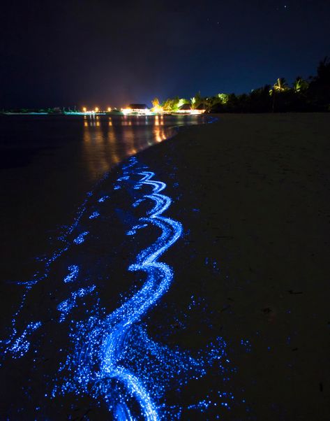 Bioluminescent Sea Sparkle (Noctiluca scintillans) — Sechels The glow is caused by bioluminescent plankton, more commonly known as sea sparkle. Biolumenesent Beach, Bioluminescence Water, Bioluminescence Beach, Bioluminescent Algae, Bioluminescent Plankton, Sea Sparkle, Star Sea, Bioluminescent Bay, Nighttime Sky