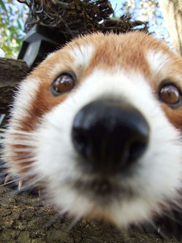 Red Panda Smiling, Red Panda Profile Picture, Two Red Pandas, Animals Close To Camera, Red Panda With Flowers, Animals Up Close To Camera, Matching Red Panda Pfps, Red Panda Reaction Pic, Red Panda Pfps