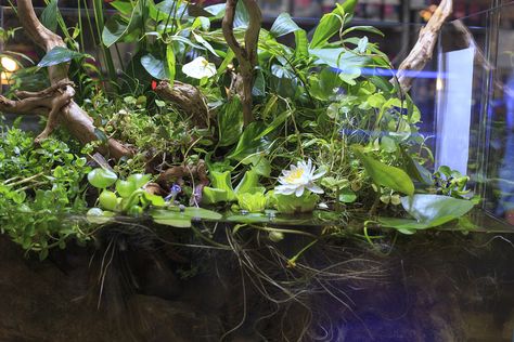 Also known as a “Riverbank Aquarium,” the Riparium is growing in popularity. Diy Fish Tank, Cool Fish Tanks, Aquarium Terrarium, Planted Tank, Diy Tank, Aquascape Aquarium, Short Plants, Cool Fish, Saltwater Tank