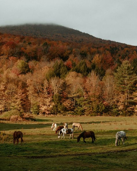 AUTUMN 🍁 from the east coast to the west coast 1. Stowe, Vermont 2. Kebler Pass, Colorado 3. Cambridge, Vermont 4. Maple Pass, North Cascades Washington 5. Quinault Rainforest, Washington 6. Maine 7. Utah 8. Stowe, Vermont 9. Acadia National Park, Maine 10. Conway, New Hampshire 11. Willamette Valley, Oregon 12. Stowe, Vermont 13. Glidden Point Oyster Farm, Maine 14. White Mountains, New Hampshire 15. Quinault Rainforest, Washington 16. Rockland, Maine Quinault Rainforest, Cascades Washington, North Conway New Hampshire, Willamette Valley Oregon, Conway New Hampshire, White Mountains New Hampshire, Rockland Maine, Acadia National Park Maine, North Conway