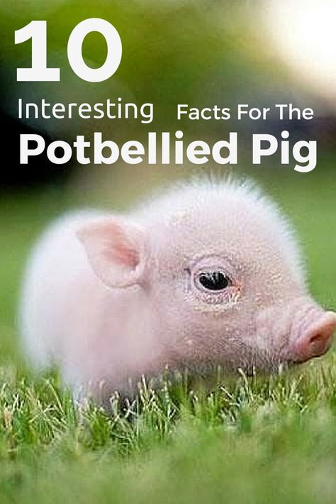 Did you know potbellied pigs are some of the most social creatures? Here are 10 facts to know about potbellied pigs! Potbellied Pigs, Mini Potbelly Pigs, Mini Pig Care, Potbelly Pigs, Adorable Baby Animals, Raising Pigs, Pet Pig, Pig Stuff, Teacup Pigs