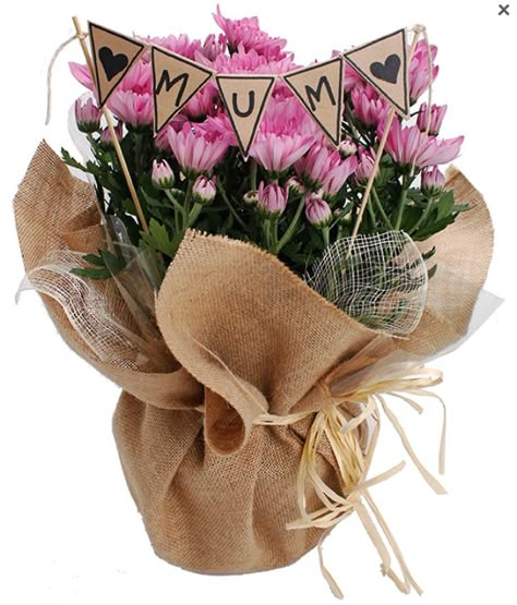 Mother's Day Chrysanthemum Plant Chrysanthemum Plant, Mothers Day Plants, Flowers Mothers Day, Flowers London, نباتات منزلية, Fancy Flowers, Mothers Day Decor, Mother Day Wishes, Delivery Company