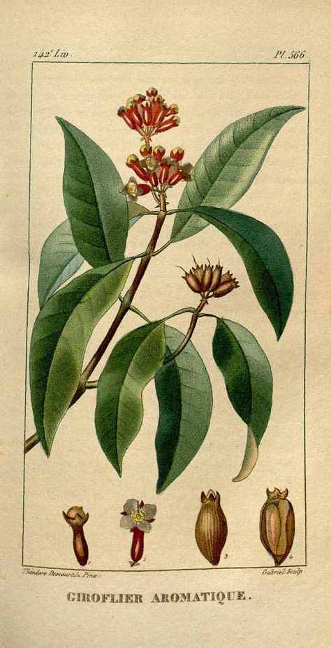 cloves - plant illustrations Clove Plant, Herbs Illustration, Botany Illustration, Flower Sleeve, Plant Tattoo, Pen Art Drawings, Engraving Illustration, Plant Painting, Charles Darwin