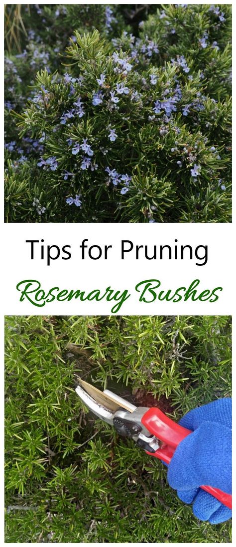 Pruning rosemary will make the plant more bushy and productive. It's easy if you follow a few tips. #pruningplants #rosemary Pruning Rosemary, Prune Rosemary, Rosemary Bush, Pruning Plants, Container Gardening Ideas, Rosemary Plant, Vertical Vegetable Garden, Types Of Herbs, Vertical Herb Garden