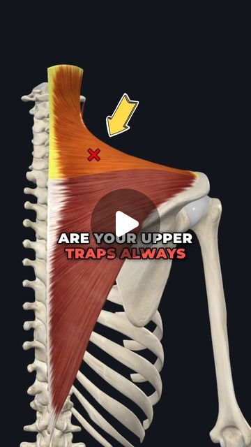 Exercise For Trapezius Muscle, Stretch Trapezius Muscle, It Tape Shoulder, Lower Trapezius Exercises, Upper Trapezius Stretch, Trapizeus Muscle Workout, Lower Trap Exercises, Trapezius Workout, Exercise Shoulder