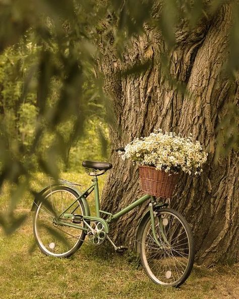 Bicycle Photoshoot, Pretty Bicycle, Bicycle Photography, Vintage Still Life, Image Swag, I Want To Ride My Bicycle, Life Nature, Romantic Garden, Beautiful Flower Arrangements