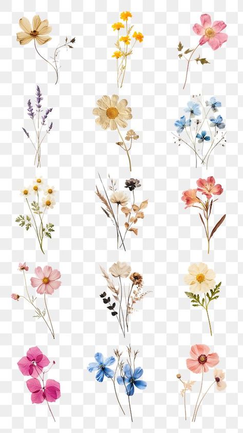 Dry Flower Sticker, Wedding Elements Png, Dried Flowers Png, Wildflower Watercolor, Png Elements, Sticker Png, Wedding Elements, Flowers Png, Flower Watercolor