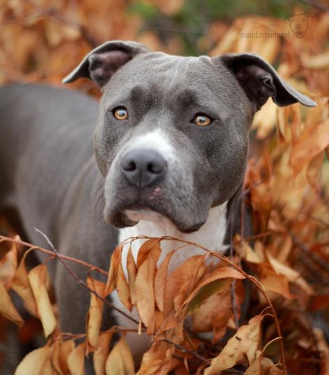 They are strong and muscular with powerful jaws American Staffordshire Terrier Puppies, Staffordshire Terrier Puppy, Cute Pitbull Puppies, Amstaff Puppy, Dog Cone, Staffordshire Terriers, Pet Clinic, American Staffordshire Terrier, Surprise Box