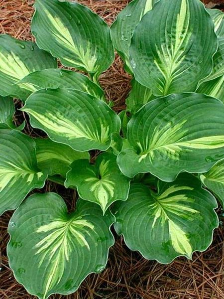 Plantain Lily, Hosta Varieties, Shade Garden Plants, Hosta Gardens, Hosta Plants, Have Inspiration, Tree Roots, Shade Plants, Greenhouses