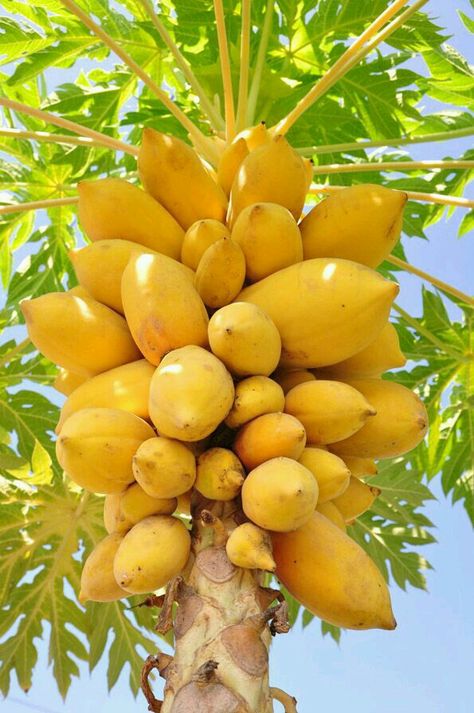 ooooo. Papaya. Yummy. Papaya Tree, Yellow Sunshine, Papaya Fruits, Yellow Fruit, Fruit Photography, Beautiful Fruits, Tree Seeds, Fruit Tree, Fruit Plants