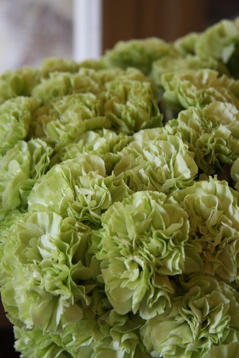 Green Carnation Aesthetic, Flowers On Hair, Quince Flowers, Widgets Green, Green Carnation, White Carnations, Yellow Carnations, Carnation Flowers, White Carnation