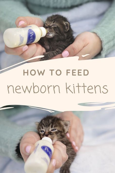 Bottle feeding neonatal kittens can be surprisingly trickly. Discover how to safely feed newborns up to 6 weeks of age with KMR. After every feeding, you’ll also need to help them go to the bathroom too, but that’s for another video. Click here for detailed instruction on kitten stimulation and elimination. Feeding Kittens, Pregnant Cat, Foster Baby, Cat Language, Newborn Kittens, Cat Care Tips, Kitten Care, All Animals, Bottle Feeding