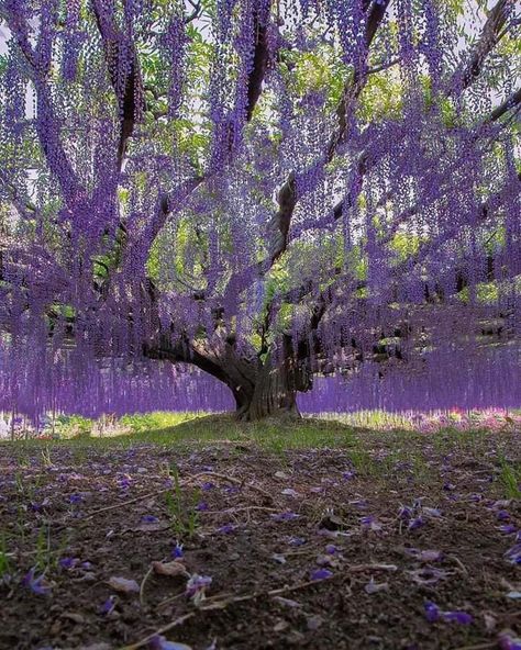 ~ Chowkidar Marasim ~ on Twitter: "Ashikaga flower park is full of beautiful wisteria trees, it feels like you’re through a fantasy world 🌸… https://t.co/TZduRqEY25" Japan Wisteria, Wisteria Trees, Fire Zodiac Signs, Castle Anime, Japanese Wisteria, Dream Garden Backyards, Flower Park, Photography Guidelines, Blue Castle