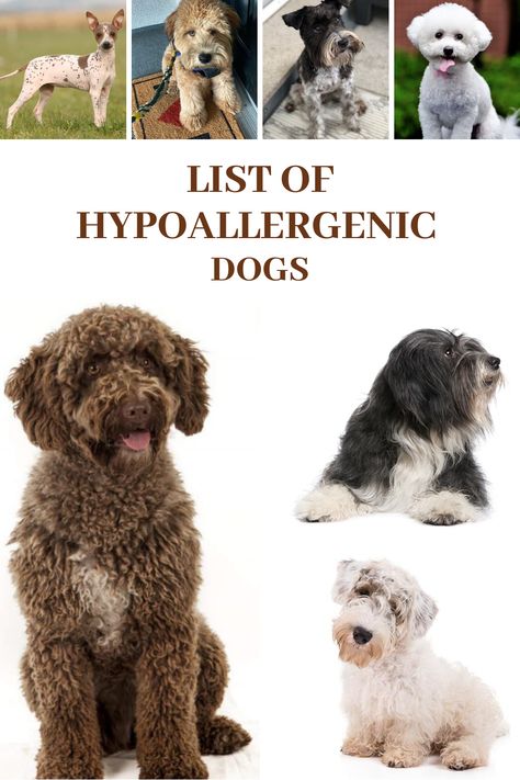 Cute Hypoallergenic Dogs, Hyper Allergenic Dogs Breeds, Hypo Allergenic Dogs, Hyperallergic Dogs, British Dog Breeds, Non Shedding Dog Breeds, Best Hypoallergenic Dogs, Hypoallergenic Puppies, Dog Breeds That Dont Shed