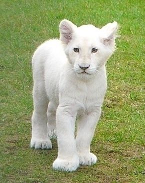 White lion cub, Safaripark Stuckenbrok Albino Animals, White Lion, Lion Cub, Baby Lion, Sweet Animals, Beautiful Cats, 귀여운 동물, Baby Cats, Animals Friends