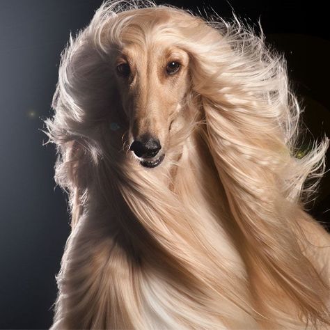 Most Beautiful Dogs, Fancy Dog, Afghan Hound, Pretty Dogs, Silly Dogs, Hound Dog, Dog Photos, Beautiful Dogs, 귀여운 동물