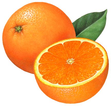 Fruit illustration of an orange and a cut orange half. Cute Fruit Design, Fruit Illustration Art, Oranges Illustration, Sliced Orange, Orange Illustration, Fruit Orange, Cut Orange, Fruit Cartoon, Food Texture