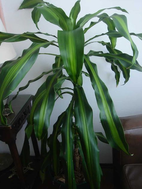 Paradise Palm Plant, Dracaena Fragrans Plant Care, Draceana Plants, Dracena Plant Care, Corn Plant Indoor Care, Corn Plant Indoor, Corn Plant Care, Dracaena Care, Dracaena Plant Care