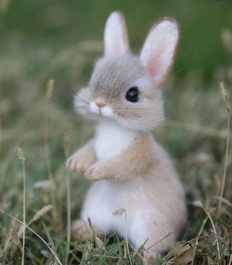 Cute Bunny Pictures, Very Cute Puppies, Cute Small Animals, Cute Animals Puppies, Very Cute Dogs, Baby Animals Pictures, Cute Cats Photos, Super Cute Animals