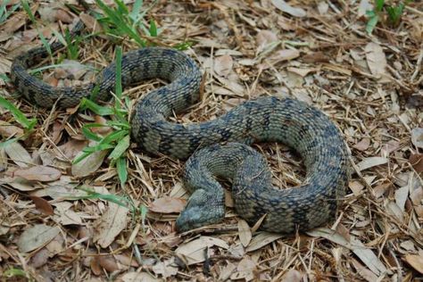 11 non-venomous snakes you want in your backyard Texas Snakes, Hognose Snake, Venomous Snakes, Baldi's Basics, Snake Venom, Irregular Patterns, Dandelion Root, Healthy Body Weight, Formula Cans