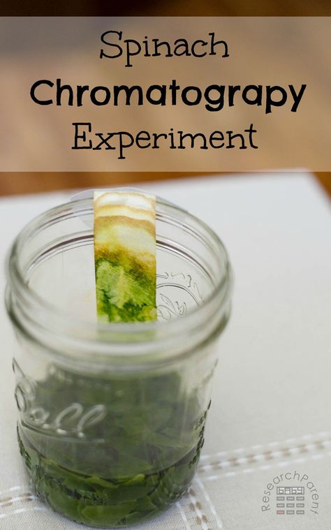 Fun, easy chemistry experiment for kids demonstrating how leaves are made up of many different colored molecules. via @researchparent Chromatography Experiment, Chemistry Experiments For Kids, Plant Experiments, Biology Experiments, Chromatography For Kids, Elementary Science Activities, Experiment For Kids, Middle School Science Experiments, Preschool Science Activities