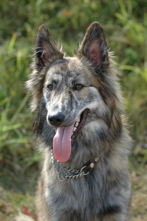 Long haired dutch shepherd Low Maintenance Dog Breeds, Rally Obedience, Dutch Shepherd Dog, Calm Dog Breeds, Hawke Dragon Age, Dutch Shepherd, Black Saddle, Dog Breeds List, Beautiful Dog Breeds