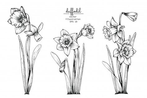 Daffodil narcissus flower drawings. Premium Vector Narcissus Flower Tattoos, Daffodil Tattoo, Arte Doodle, Narcissus Flower, Flower Line Drawings, Flower Drawings, Flowers Drawing, Floral Tattoo Sleeve, Doodle Inspiration