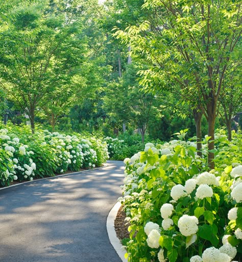 New England Home I adore getting to see the gorgeous hydrangea all over Dallas this time of year.  Are you as hydrangea crazy as I?... Circle Driveway, Driveway Edging, Driveway Entrance Landscaping, Annabelle Hydrangea, Asphalt Driveway, Tree Lined Driveway, Driveway Paving, Driveway Ideas, Driveway Entrance