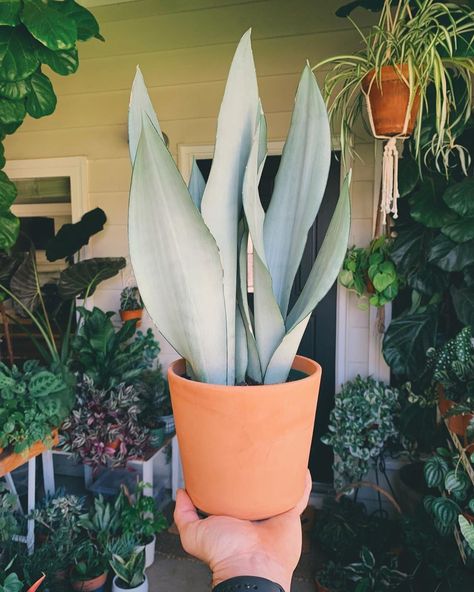 Snake Plant Moonshine, Moonshine Snake Plant, Moonshine Plant, Moonshine Sansevieria, Sansevieria Moonshine, Indoor Potted Plants, Sansevieria Plant, Plant Room Ideas, Small Backyard Landscaping Designs